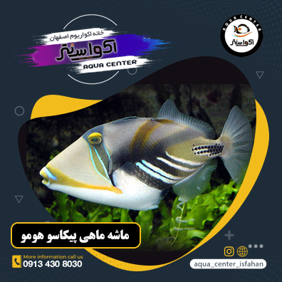 ماشه ماهی پیکاسو هومو (Humu Picasso Triggerfish)