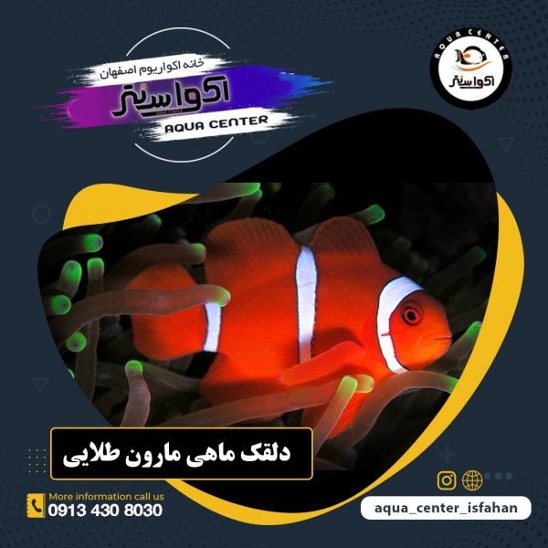دلقک ماهی مارون طلایی