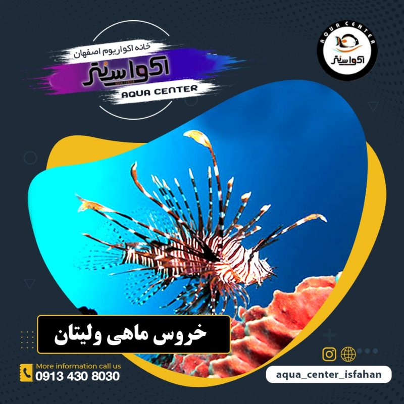 خروس ماهی ولیتان