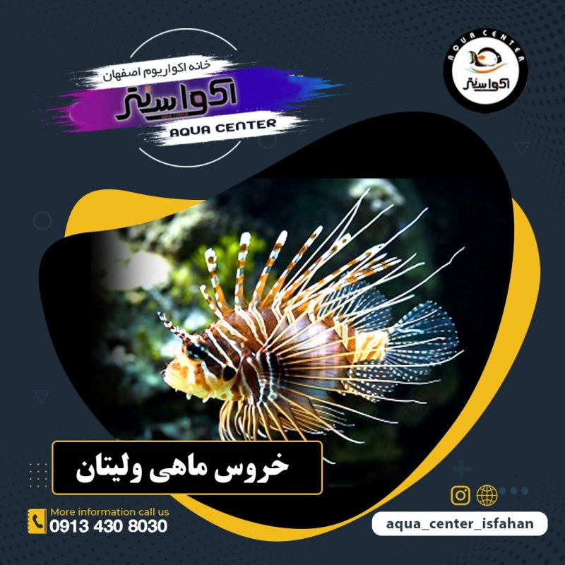 خروس ماهی ولیتان