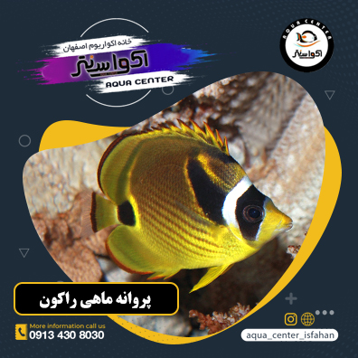 پروانه ماهی راکون (Raccoon Butterflyfish)